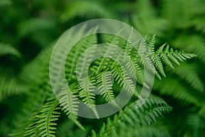 Natural background and wallpaper. Beautiful green fern leaves in the forest. Background with natural ferns.