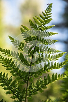 Natural background and wallpaper. Beautiful green fern leaves in the forest. Background with natural ferns.