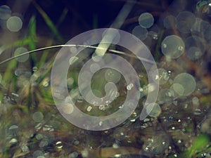 Natural background, water drops on the green grass
