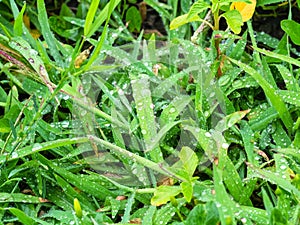 Wet green grass close-up on meadow in rain