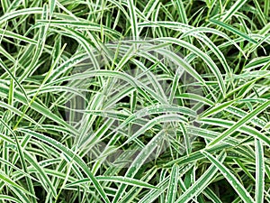 Natural background from wet green leaves of Carex