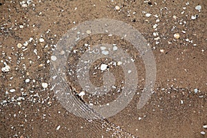 Natural background, wet sand with small seashells