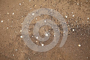 Natural background, wet sand with small seashells