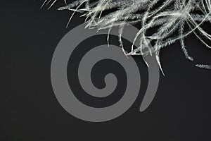 Natural background from white feathers