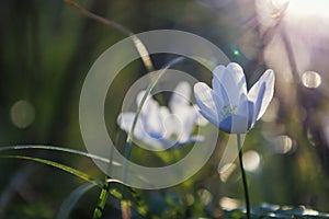 Natural background with white flowers.