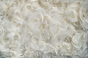 Natural background of white fluffy bird feathers. Light chicken or duck feathers, swan fluff. Pattern of soft fluffy