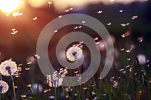 Natural background with white fluffy dandelions and light seeds flying in the light of a Golden sunset