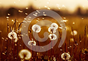 Natural background with white fluffy flowers dandelions and flying light seeds in the light of a Golden sunset