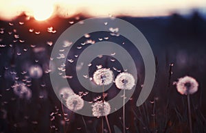 Natural background with white fluffy round flowers dandelions and light seeds flying in the light of a Golden sunset