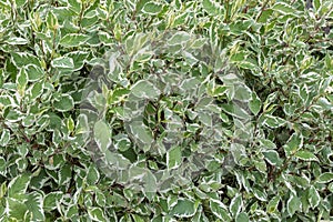 natural background of white-green leaves. Cornus alba Sibirica Variegata - Dogwood