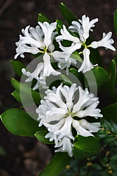 Natural background white hyacinth close up on light background concept of spring, top view,