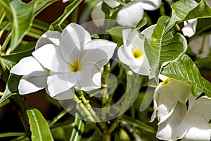 Natural background with white plumeria flowers close up in the garden of exotic tropical flora