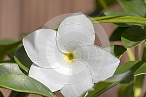Natural background with white plumeria flowers close up in the garden of exotic tropical flora