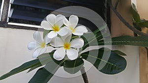 Natural background of white Plumeria flowers and green leaf near windows.