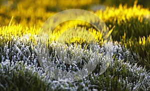 Natural background with white shiny frost crystals cover the green juicy grass in autumn Sunny cold morning on a farm field