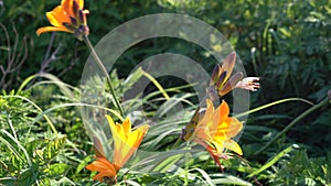 Natural background with wild orange lilies in the grass