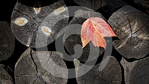 Natural background of wooden logs with an autumn leaf. Deforestation. Sawmill. Building.