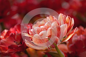 Natural background in yellow color with red terry tulip on the petal.