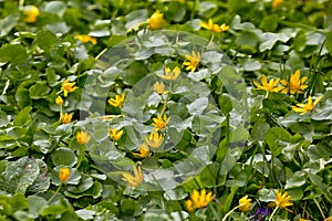 natural background of yellow flowers on a green meadow