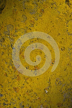 Natural background. yellow moss