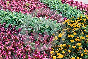 Natural background of yellow and red flowers and green leaves.