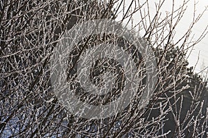 Natural background of young tree branches in winter, covered with hoarfrost in the rays of the winter sun. Hoarfrost on branches g