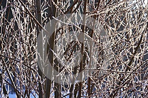 Natural background of young tree branches in winter, covered with hoarfrost in the rays of the winter sun. Hoarfrost on branches g