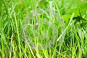 Natural backgrounds with green grass