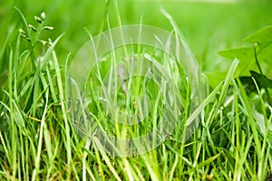 Natural backgrounds with green grass