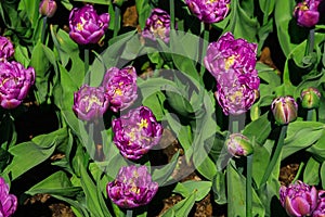 Natural bakground of spring blooming flowers. Field of purple tulips