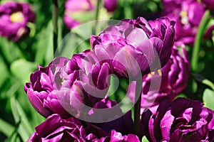 Natural bakground of spring blooming flowers. Field of purple tulips