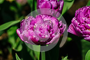 Natural bakground of spring blooming flowers. Field of purple tulips