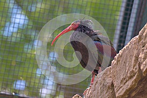 Natural bald ibis standing on a rock.