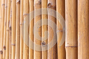 Natural bamboo background natural bamboo background