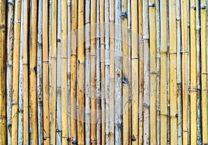 Natural bamboo background