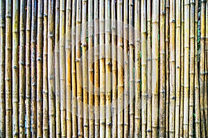 Natural bamboo background