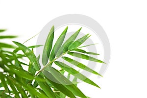 Natural bamboo green leaf