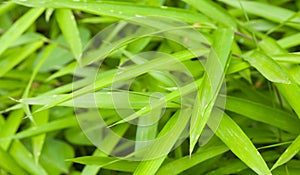 Natural bamboo green leaf