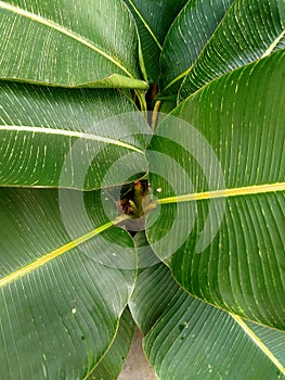 Natural banana leaf, close up green leaves