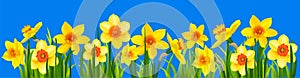 Natural banner with narcissus