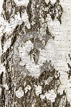 Natural bark birch tree. Wood texture for design and decoration. Color white, milk. Pattern with dark cracks. Bleached