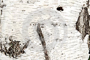 Natural bark birch tree. Wood texture for design and decoration. Color white, milk. Pattern with dark cracks. Bleached