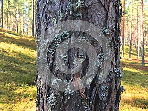 Natural Bark of Pine Tree in summer forest