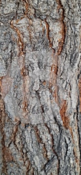 Natural Bark's texture background image, Tree's trunk stock photo
