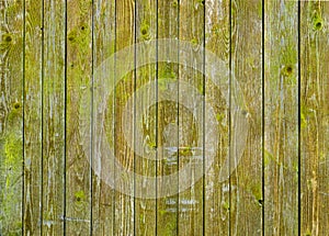 Natural barn wood wall covered with green moss or lichen.