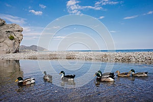 Natural beach in Cirali, Turkey