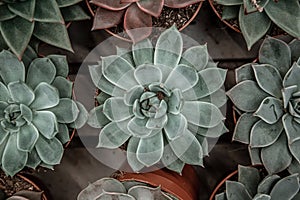 Natural beautiful background with lots of succulents