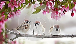 Naturale bellissimo tre piccolo ridicolo birdwatching passeri sul ramo fioritura rosa mini cuffie maggio primavera 