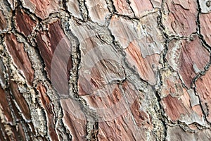 Natural beautiful background of tree bark in forest.
