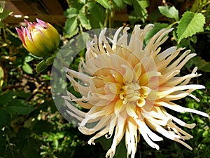 Natural beautiful dahlia in the garden